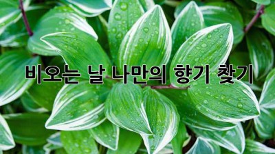 비오는 날, 나만의 향기 찾기 ✨